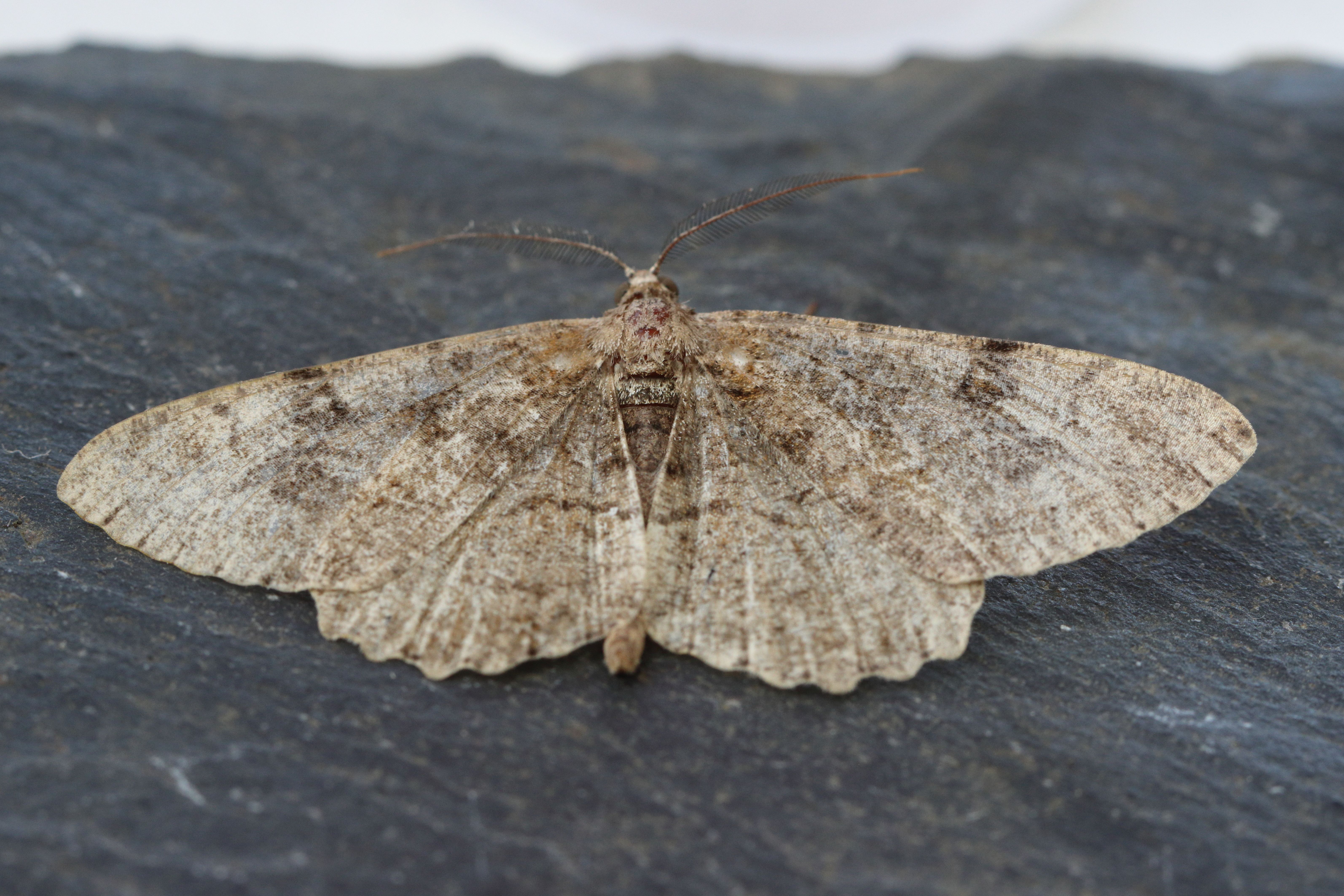Photo of Mottled Beauty (Alcis repandata)
